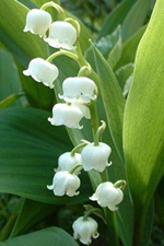 muguet