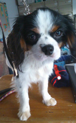 chien2014fev