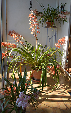 huguette-orchidée