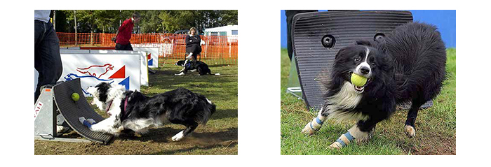 canin-flyball