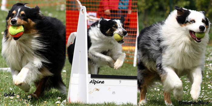 canin-flyball-1mai2014-b