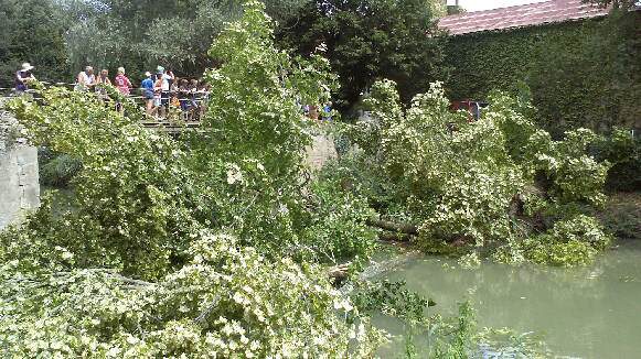 arbre-sur-canal-juillet2014