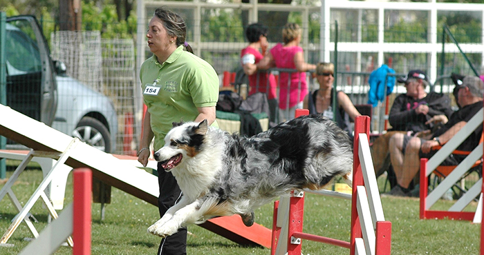 Canin agility mai2015
