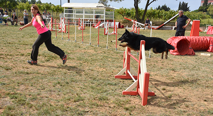 canins-agility sept2015 4