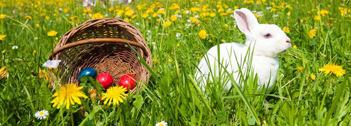 Easter bunny watching the egg hunt