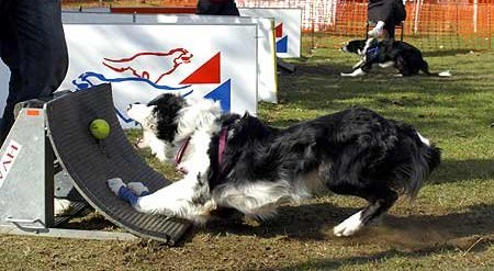 canin flyball