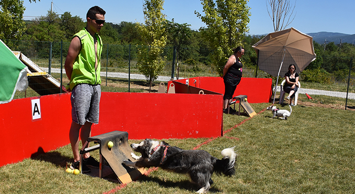 canin flyball trèbes
