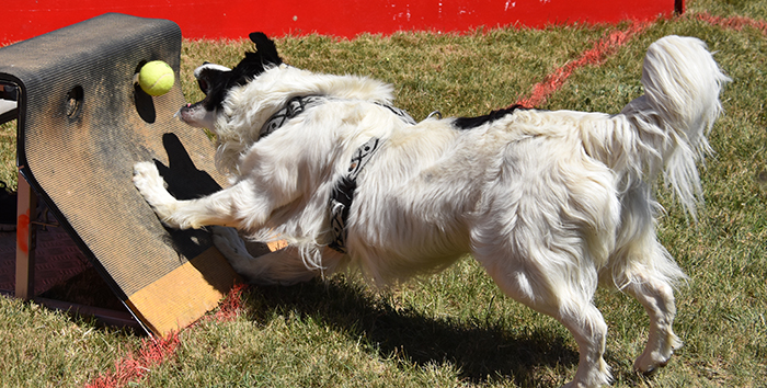 canin flyball trèbes2