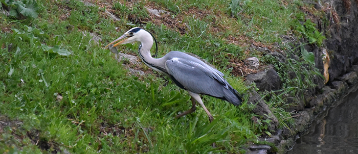 heron