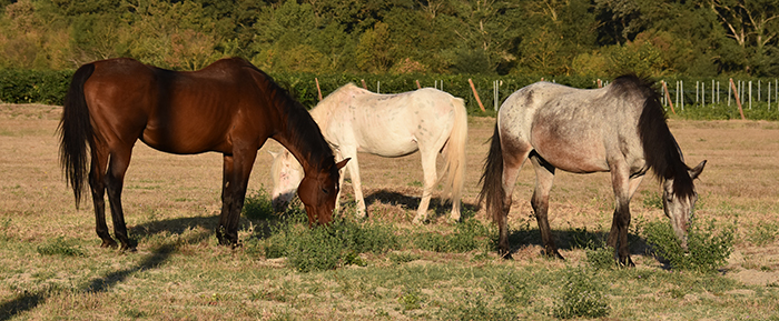 fd chevaux trèbes