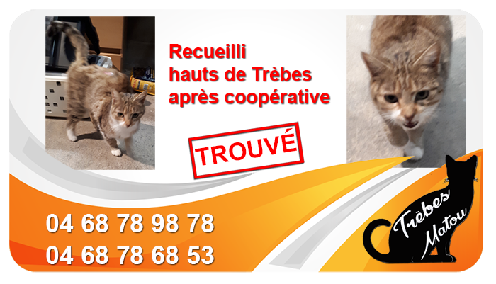 Chat trouvé Trèbes