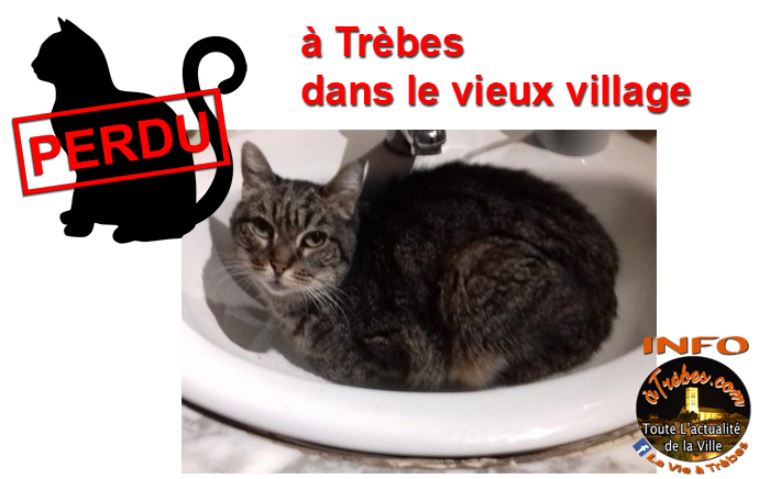 chat perdu 2