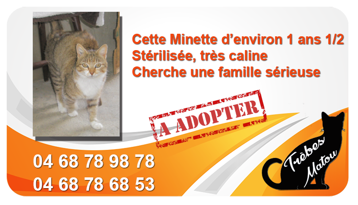Chat a adopter mai 2019